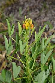 Image result for Crotalaria goreensis