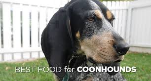 Bluetick coonhound puppies at bluetick 1 kennels, blueticks, bluetick1kennels.com. Healthy Hound Chow The Best Dog Food For Coonhounds Herepup