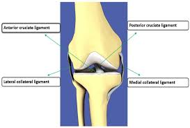 Acl accurately identifies and controls packets on the network to manage network access behaviors, prevent network attacks, and improve bandwidth use efficiency. Diagnostics Free Full Text Efficient Detection Of Knee Anterior Cruciate Ligament From Magnetic Resonance Imaging Using Deep Learning Approach