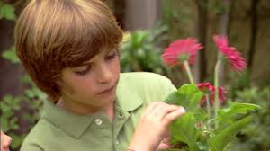 79 Eight Year Old Daisy Stock Videos, Footage, & 4K Video Clips