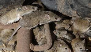 May 21, 2021 · regional areas in nsw badly affected by the mouse plague will soon receive some relief, as the state government prepares to roll out 20 grain treatment sites. Mice Plague In Australia Nsw Orders Poison From India As Rodents Infect Agricultural Land