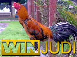 Ayam Adu Jenis Wiring Kuning Yang Berbau Mistis Ayam