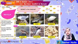 #caramancingbelut #belutberanak asalamualaikum pemirsa terimakasih sudah pencet video ini. Haiwan Bertelur Dan Beranak Ular Apa Yang Berkembang Biak Dengan Cara Ovivar Vivivar Perbedaan Hewan Bertelur Dan Beranak Serta Contohnya Tellutellu