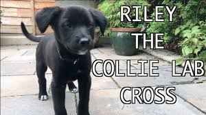Border collie & cocker spaniel. Riley The Collie X Labrador Puppy At 9 Weeks Youtube