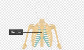 969 x 1390 jpeg 330 кб. Shoulder Sternum Rib Cage Anatomy Human Organ Diagram Hand Heart Human Png Pngwing