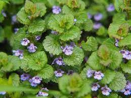 We did not find results for: What Are The Weeds With Purple Flowers Called Photos