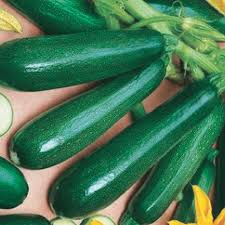 Check spelling or type a new query. Zucchini Noche 42 Days T T Seeds
