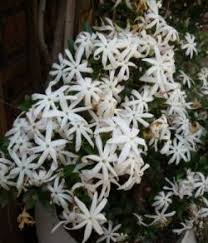 Image result for Jasminum streptopus