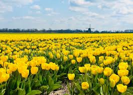 We did not find results for: The Tulip Fields Of North Holland Velvet Escape