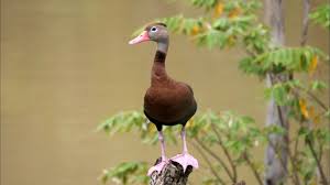 We did not find results for: Black Bellied Whistling Duck In Mexico Youtube