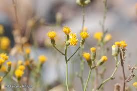 Image result for Oreophyton