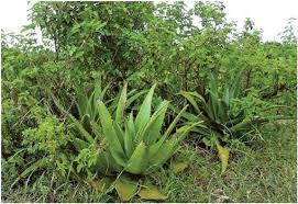 Image result for Aloe bukobana