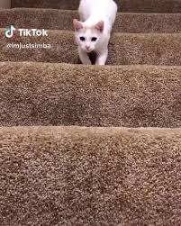 happy day furiends follow us for more updates catsofinstagram cats catslover cat features catscute hes not ready cat day kitten lover beautiful cats