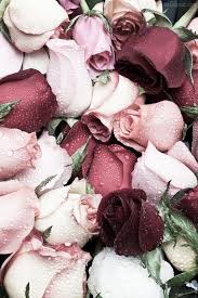 Pin By Ilhan Kurt On ƒlsyayes Ye Cslsyayes Flower Wallpaper Petals Flowers Photography