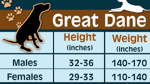 I suggest that you go with the one who. Great Dane Growth Chart Depicting The Developmental Stages Of This Dog Dogappy