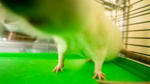 And for people looking to adopt a new pet, there are many reasons why a rehoming fee should be charged for the best interests of the pet. The Denver Animal Shelter Has A Rat Named Ratticus Finch Denverite The Denver Site
