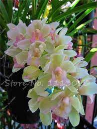 100 Pcs Cymbidium Seed Rainbow Chinese Cymbidium Orchid Flower Seeds Potted Plant Indoor Bonsai Flower Seeds Orchid Seeds Cymbidium Orchids