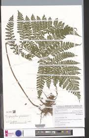 Image result for Triplophyllum