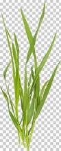 Image result for Microchloa