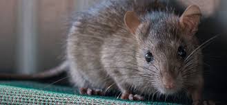 Pest control technicians commonly carry out different functions to ensure that buildings and the surrounding areas (environment) are free from this post will also be found beneficial by individuals interested in the pest control career, as they will learn all they need to about the role of a technician. Rats The Most Destructive Pests In Food Processing Rentokil