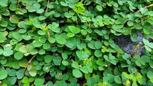 Image result for Grona triflora