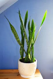These 7 plants will add flair to your home, while improving air quality and boosting your mood. 15 Oversized House Plants Tall House Plants