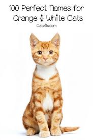 That would be like trying to call human redheads a race into themselves. 100 Orange And White Cat Names For Your Sweet New Tabby Orange And White Cat Cute Cat Names Tabby Cat Names