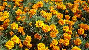 Image result for Tagetes patula