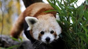 How to get panda pet free 2. Endangered Red Panda Escapes Zoo In South East France Bbc News
