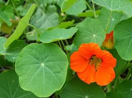 We did not find results for: My Back Garden A Peek Into My Back Garden Azplantlady Com