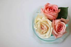 Check spelling or type a new query. What Does Two Pink Roses And One White Rose Mean Floweradvisor Usa Blog