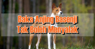 Banyak sekali ungkapan peribahasa yang membawa. Baka Anjing Basenji Tak Boleh Menyalak Eintan Nurfuzie Lifestyle Beauty Travel Tips Rawatan Kucing Review