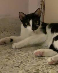 Black And White Ragdoll Cat Have You Seen Meow Meow A Missing Ragdoll Cat Lost At Cassia View Condo Ragdoll Cat Ragdoll Meows