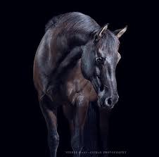 Pin By Tanya Symons On Horses And Training Horses Pretty Horses Horse Photography