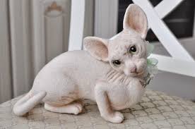 We will provide you with the best sphynx cat. 13 Sphynx Cats On Tedsby