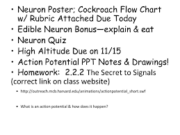 neuron poster cockroach flow chart w rubric attached due