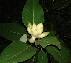 Image result for Magnolia delavayi