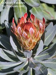Image result for Protea rupestris
