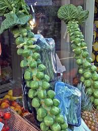 Seasonal vegetables according to the season. 16 Vegetables You Can Plant Now For Fall Harvest Hgtv
