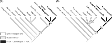 Arthropods belong to phylum euarthropoda. Making Sense Of Lower And Upper Stem Group Euarthropoda With Comments On The Strict Use Of The Name Arthropoda Von Siebold 1848 Ortega Hernandez 2016 Biological Reviews Wiley Online Library