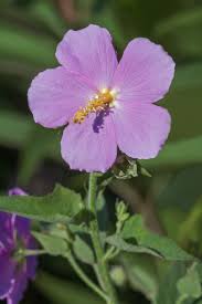 Image result for Kosteletzkya grantii