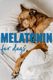 Marvelous Melatonin For Dogs Dr Buzby S Toegrips For Dogs Melatonin For Dogs Dog Brain Melatonin