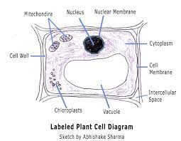 Plant Cell Plant Cell Cell Diagram Plant Cell Diagram
