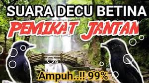 Kumpulan foto burung decu jantan. Suara Pikat Burung Decu Wulung Alis Putih Mp3 Storymusik
