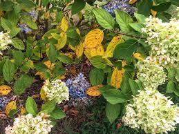 Don T Sweat The Yellowing Leaves Yellow Leaves On Plants Yellow Hydrangea Hydrangea Leaves