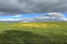 Summer Saunters: Macricostas Preserve