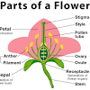 Irises' style arms are located in the center of the blossom and resemble petals, unlike other flowers that have a distinct style connecting the ovary to the stigmas. 1