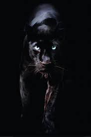 Google Afbeeldingen Resultaat Voor Https Cdn Webshopapp Com Shops 209963 Files 184369904 Image Jpg Zwarte Panter Dieren Tattoo Dieren Mooi