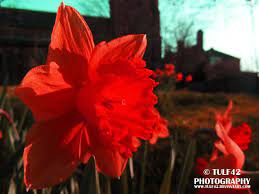 Autumn Daffodil Daffodils Flowers Real Flowers