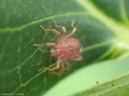 Image result for Tetranychidae grapevine